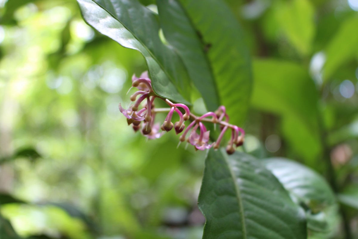 Ardisia lankaensis Kosterm.